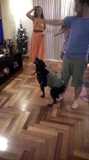 Cachorro ra a Labrador idade 2 anos nome Kiara