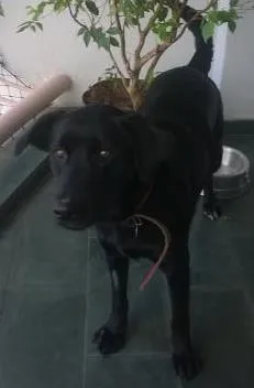 Cachorro ra a Labrador idade 2 anos nome Kiara