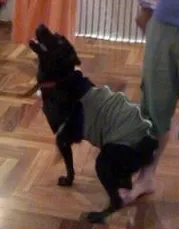 Cachorro raça Labrador idade 2 anos nome Kiara