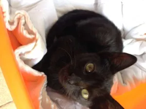 Gato raça SRD idade Abaixo de 2 meses nome Sem Nome