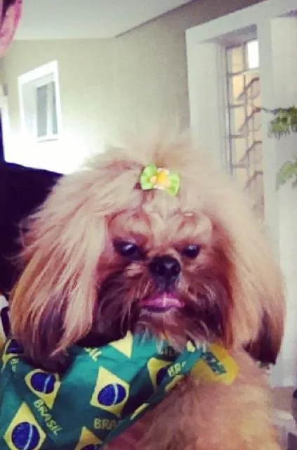 Cachorro ra a Shi tzu idade 1 ano nome Kovu
