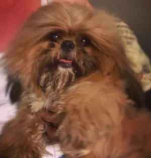 Cachorro raça Shi tzu idade 1 ano nome Kovu