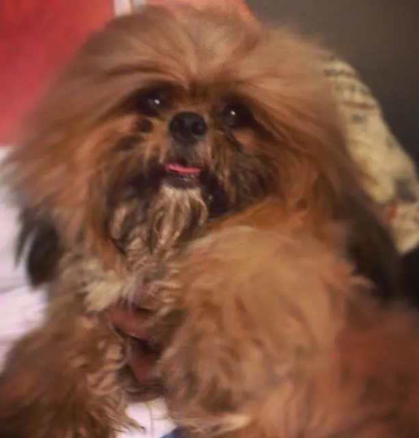 Cachorro ra a Shi tzu idade 1 ano nome Kovu