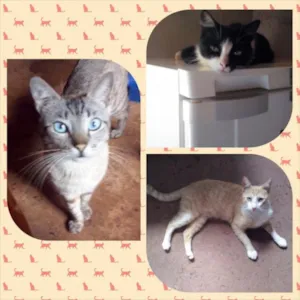Gato raça todos comum idade 2 anos nome Frederico, Kikinha 