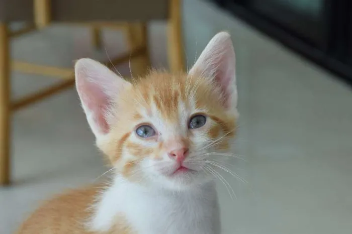 Gato raça sem raça idade Abaixo de 2 meses nome Simba