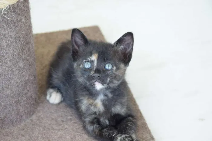 Gato raça sem raça idade Abaixo de 2 meses nome Simba