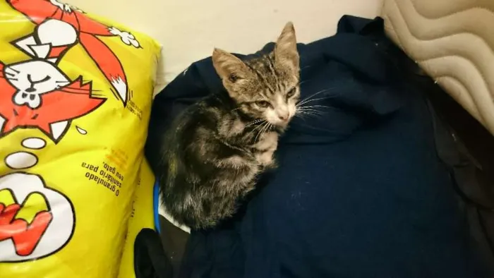 Gato ra a vira latas  idade Abaixo de 2 meses nome Sem nome 