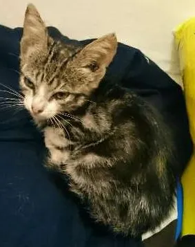 Gato raça vira latas  idade Abaixo de 2 meses nome Sem nome 