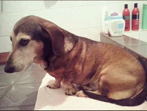 Cachorro ra a Linguicinha idade 6 ou mais anos nome Lupo