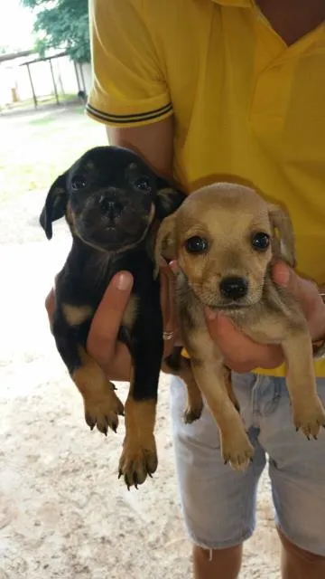 Cachorro ra a vira-lata idade 2 a 6 meses nome sem nome