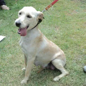 Cachorro raça srd idade 2 anos nome Mandioca