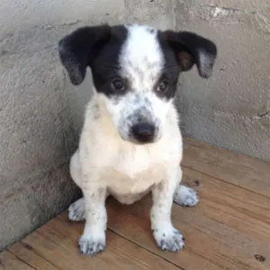 Cachorro raça SRD idade 2 a 6 meses nome Dendê
