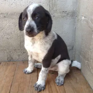 Cachorro raça SRD idade 2 a 6 meses nome Tomilho