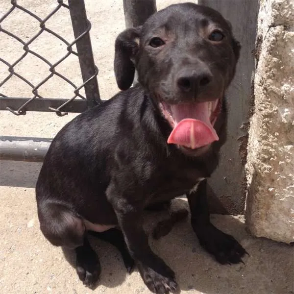 Cachorro raça SRD idade 2 a 6 meses nome Ginseng