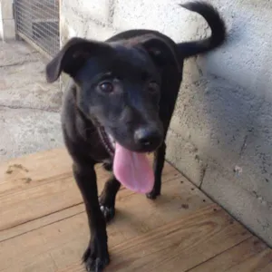 Cachorro raça SRD idade 2 a 6 meses nome Impala