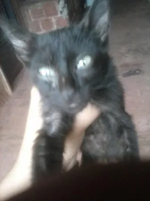 Gato raça várias  idade 2 a 6 meses nome nina,neve,july,lenc
