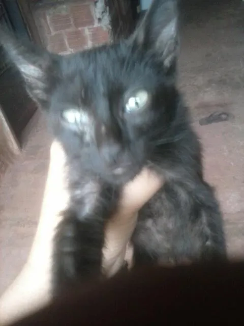 Gato raça várias  idade 2 a 6 meses nome nina,neve,july,lenc