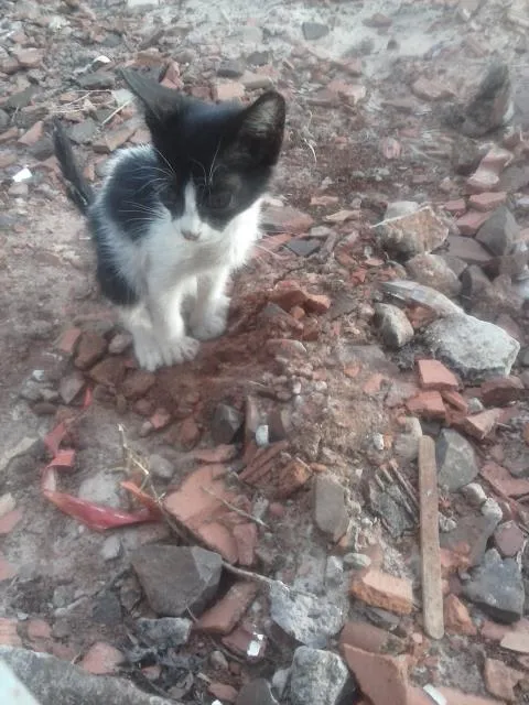 Gato raça várias  idade 2 a 6 meses nome nina,neve,july,lenc