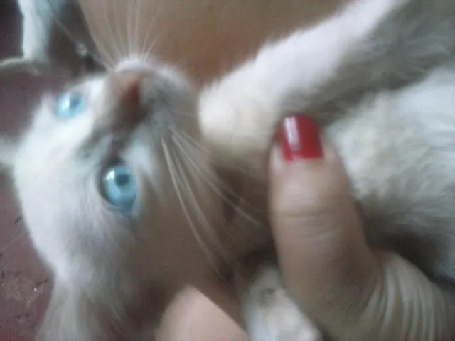 Gato raça várias  idade 2 a 6 meses nome nina,neve,july,lenc