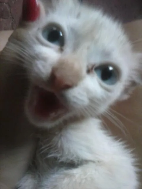 Gato raça várias  idade 2 a 6 meses nome nina,neve,july,lenc