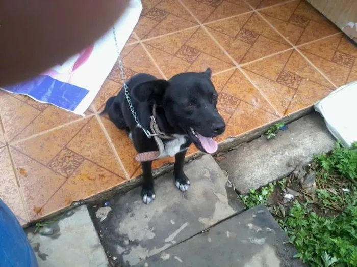 Cachorro ra a variadas idade 1 ano nome lilas 