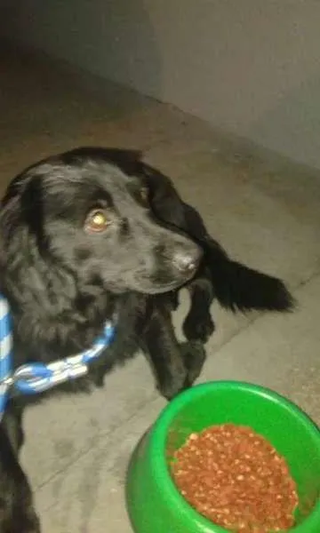 Cachorro ra a cocker idade 2 anos nome nd