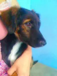 Laylla e neguinho