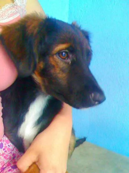 Cachorro raça vira lata idade 2 a 6 meses nome Laylla e neguinho