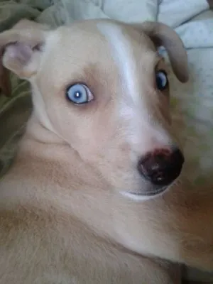 Cachorro raça vira lata idade 2 a 6 meses nome Laylla e neguinho