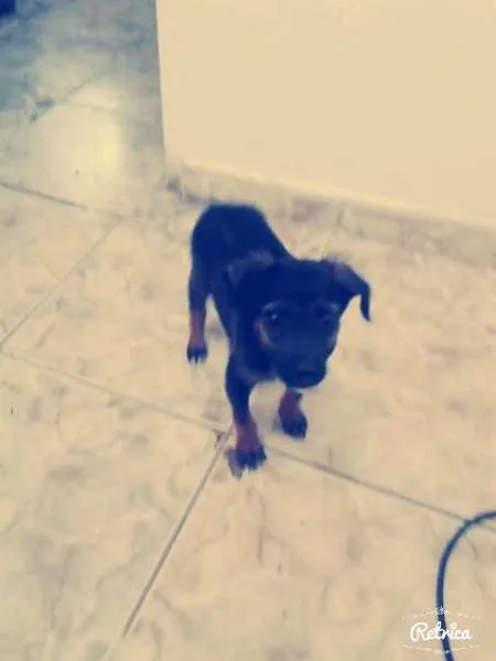 Cachorro raça vira lata idade 2 a 6 meses nome Laylla e neguinho