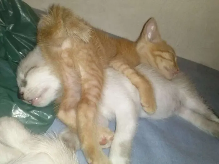 Gato ra a SRD idade Abaixo de 2 meses nome 3
