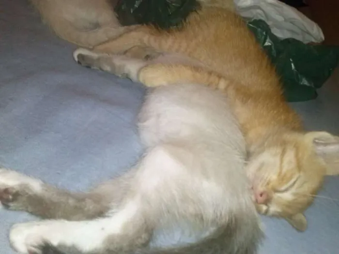 Gato ra a SRD idade Abaixo de 2 meses nome 3
