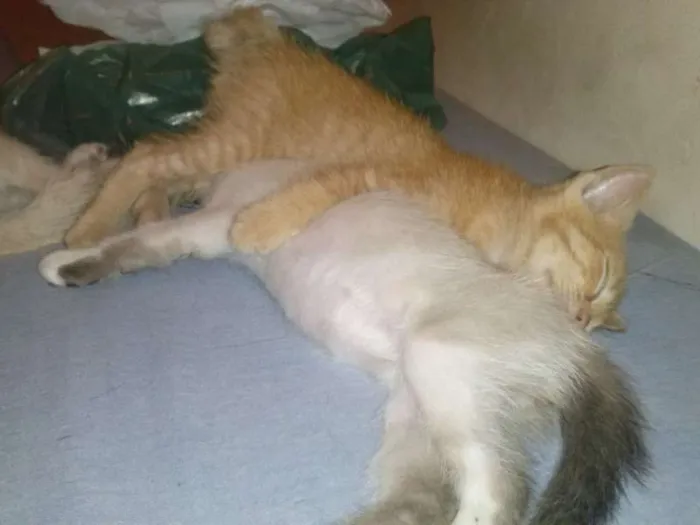 Gato ra a SRD idade Abaixo de 2 meses nome 3