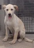 Cachorro raça SRD idade 2 a 6 meses nome Salsa
