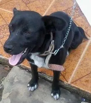 Cachorro ra a variadas idade 1 ano nome lilas 