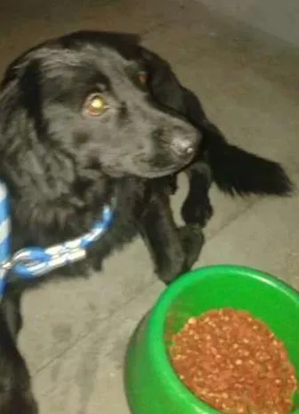 Cachorro ra a cocker idade 2 anos nome nd