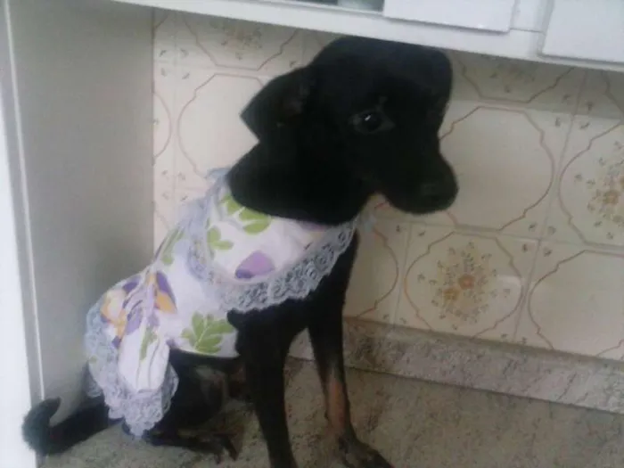 Cachorro ra a Srd x Pincher idade 1 ano nome Jully