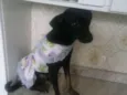 Jully