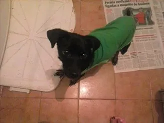 Cachorro ra a Srd x Pincher idade 1 ano nome Jully