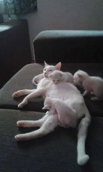 Gato ra a misturado idade 2 a 6 meses nome nenhum