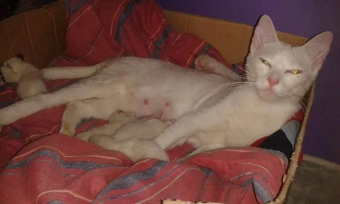 Gato ra a misturado idade 2 a 6 meses nome nenhum