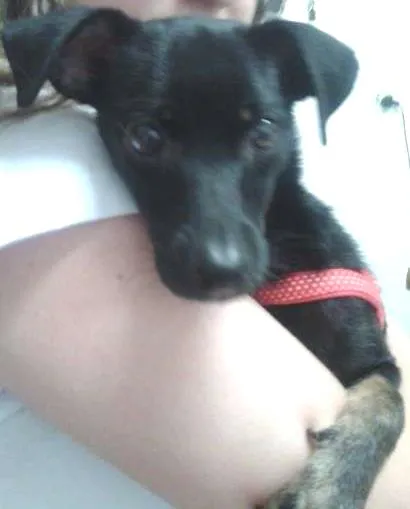 Cachorro ra a Srd x Pincher idade 1 ano nome Jully