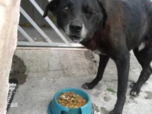Cachorro raça vira-lata idade 6 ou mais anos nome "Rabito"