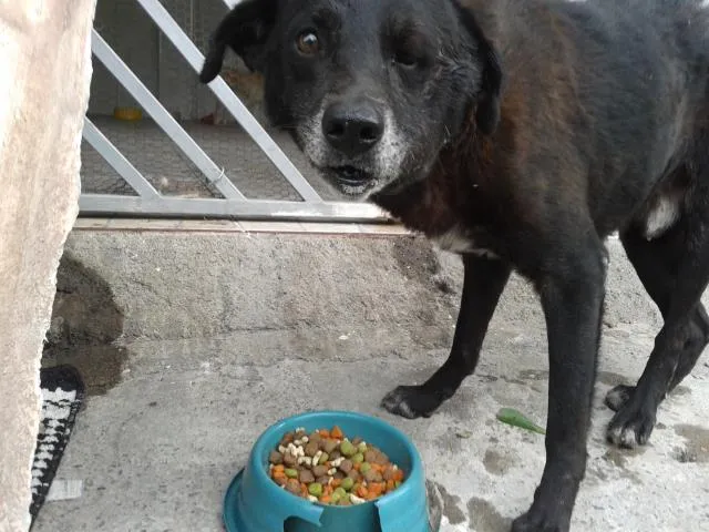 Cachorro ra a vira-lata idade 6 ou mais anos nome "Rabito"