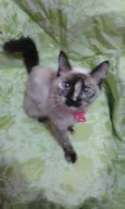 Linda