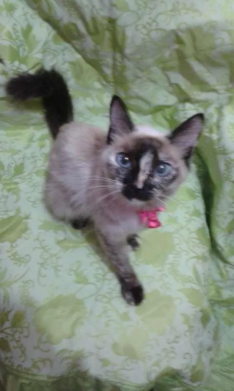Gato raça indefinida idade 1 ano nome Linda