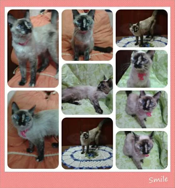 Gato raça indefinida idade 1 ano nome Linda
