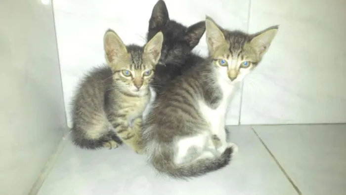 4 Gatinhos
