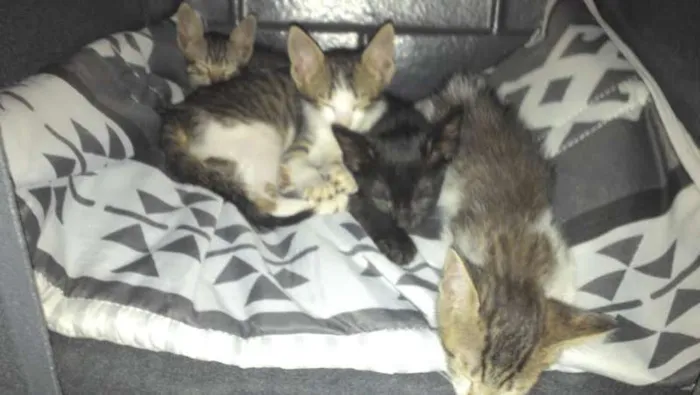 Gato raça SRD idade Abaixo de 2 meses nome 4 Gatinhos