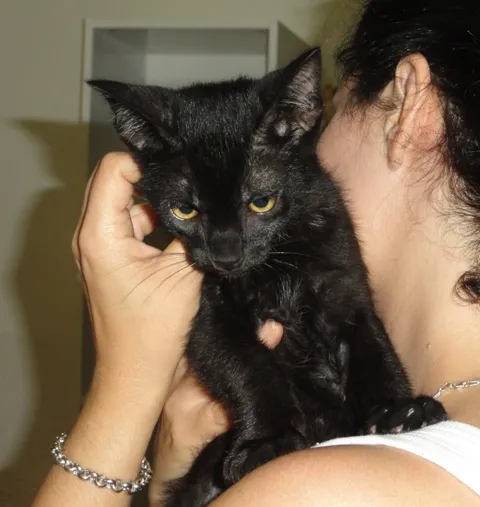 Gato ra a SRD idade 2 a 6 meses nome Luizinho